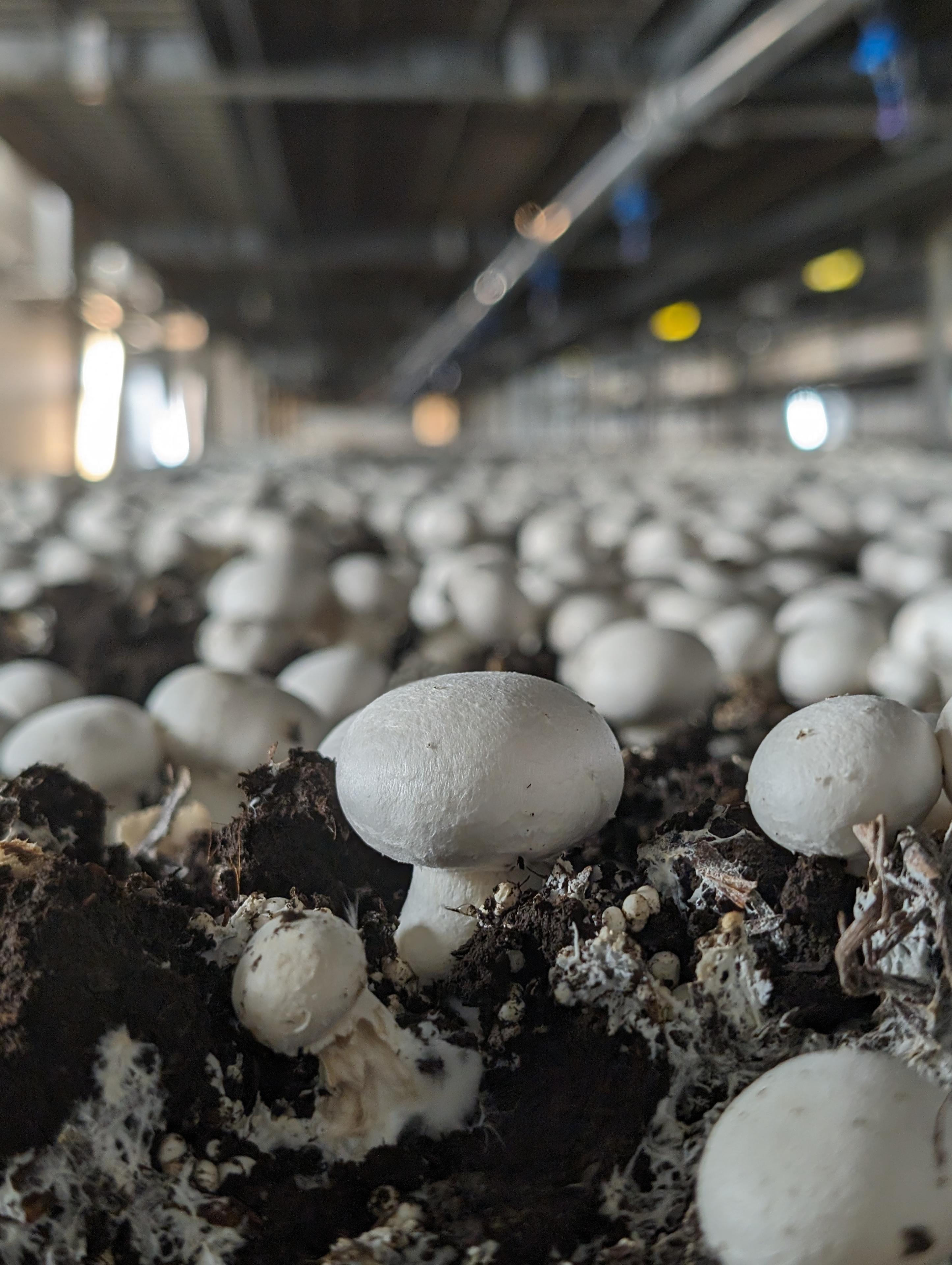 Mushroom Farm