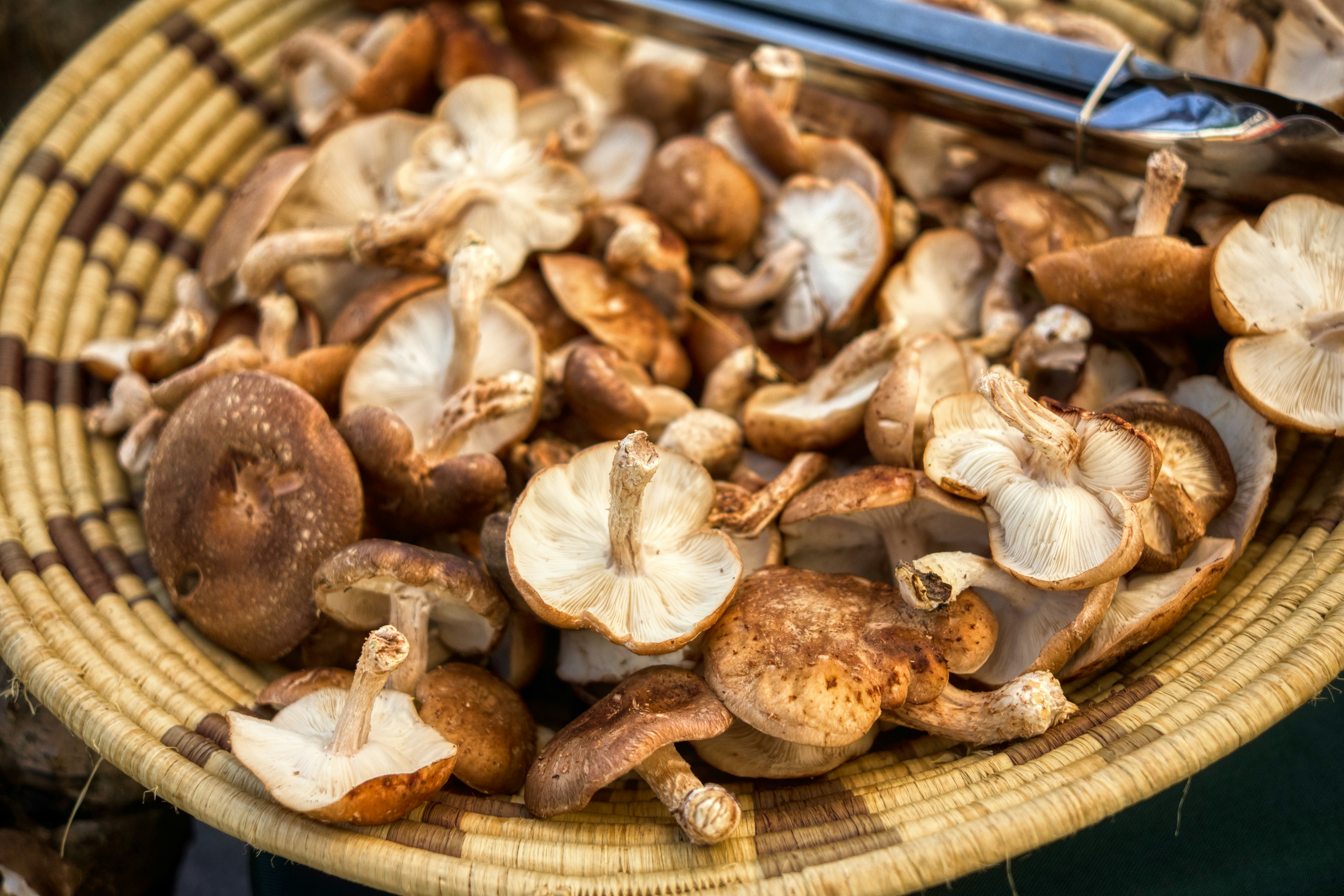 Guide d’Accords pour les Champignons : Quelles Saveurs Complètent Vos Champignons Préférés ?